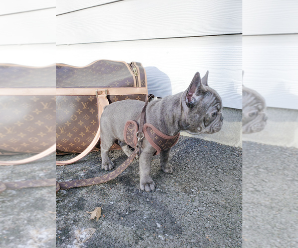 Medium Photo #4 French Bulldog Puppy For Sale in ARLINGTON, WA, USA