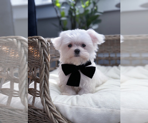 Maltese Puppy for sale in EASLEY, SC, USA