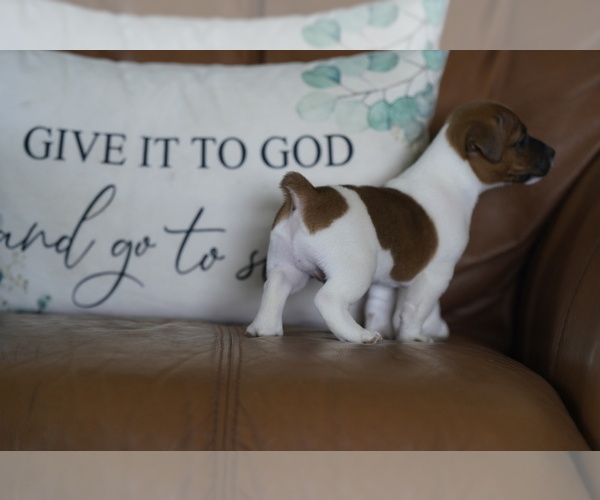 Medium Photo #17 Jack Russell Terrier Puppy For Sale in BELLVILLE, TX, USA