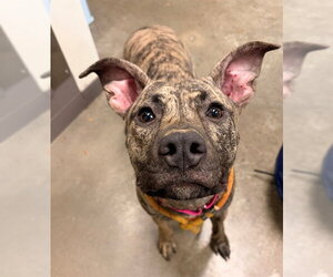 Plott Hound-Unknown Mix Dogs for adoption in Waterford, VA, USA