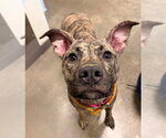 Small Plott Hound Mix