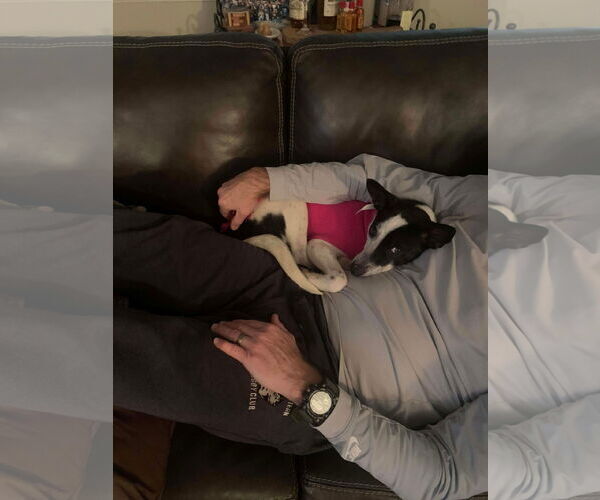 Medium Photo #6 Mutt Puppy For Sale in Westwood, NJ, USA