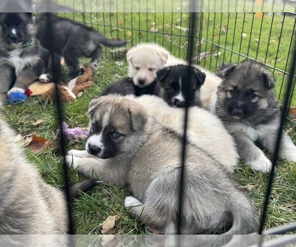 Medium Photo #16 German Shepherd Dog-Siberian Husky Mix Puppy For Sale in LANSING, MI, USA