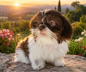 Shih Tzu Puppy for sale in WESLEY CHAPEL, FL, USA