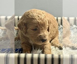 Medium Goldendoodle