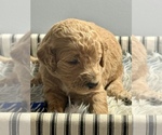 Puppy Puppy 1 Bear Goldendoodle