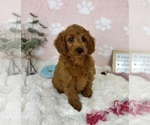 Small #1 Goldendoodle mix (+ Poodle Miniature)