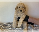 Small #3 Goldendoodle
