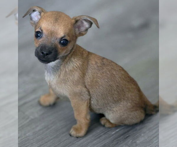 Medium Photo #7 Chihuahua-Unknown Mix Puppy For Sale in Chino Hills, CA, USA