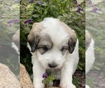 Small #2 Great Pyrenees-Poodle (Miniature) Mix