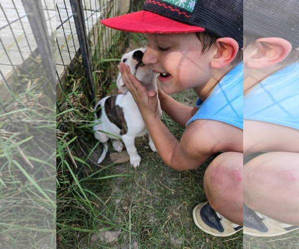 Medium Photo #16 American Pit Bull Terrier-Unknown Mix Puppy For Sale in Wakefield, RI, USA