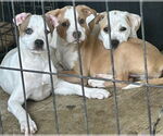 Small #1 Jack Russell Terrier Mix