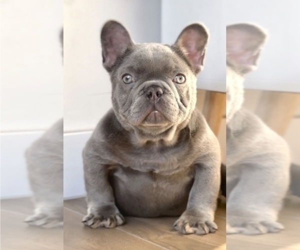 Medium Photo #1 French Bulldog Puppy For Sale in CHOCTAW, OK, USA
