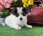 Small #2 Papillon