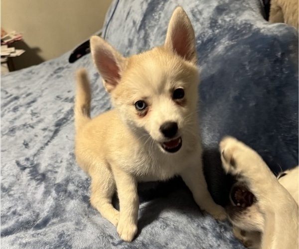 Medium Photo #199 Pomsky Puppy For Sale in LOVELAND, CO, USA