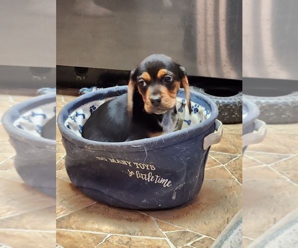 Medium Photo #3 Beagle Puppy For Sale in MONROEVILLE, NJ, USA