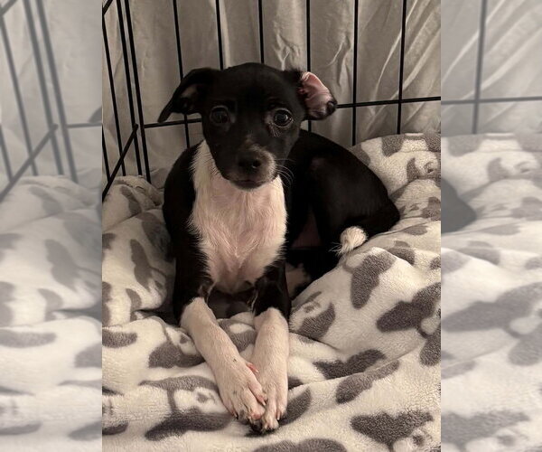 Medium Photo #1 ShiChi Puppy For Sale in San Diego, CA, USA