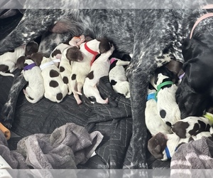German Shorthaired Pointer Puppy for Sale in KERRVILLE, Texas USA