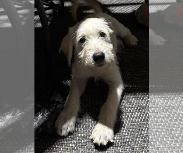 Medium Photo #1 Labrador Retriever-Unknown Mix Puppy For Sale in The Woodlands, TX, USA