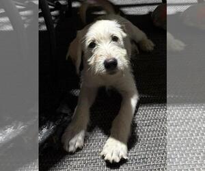 Labrador Retriever-Unknown Mix Dogs for adoption in The Woodlands, TX, USA