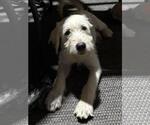 Quartz - Female Labrador Retriever-Unknown Mix Dog for Adoption - Small photo