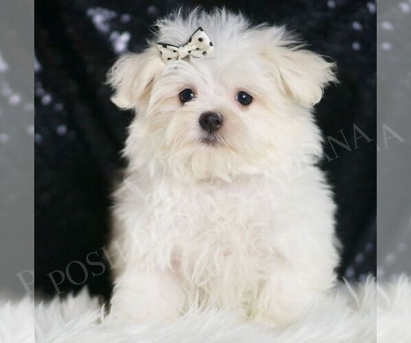 Medium Photo #5 Maltese Puppy For Sale in WARSAW, IN, USA