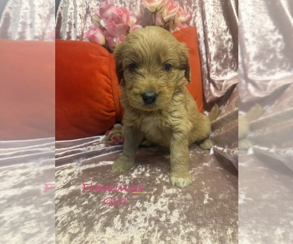 Medium Photo #7 Goldendoodle Puppy For Sale in SAINT CLOUD, MN, USA