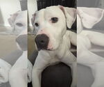 Small #15 American Staffordshire Terrier Mix