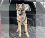 Small #2 German Shepherd Dog