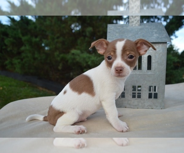 Medium Photo #7 Chihuahua Puppy For Sale in HONEY BROOK, PA, USA