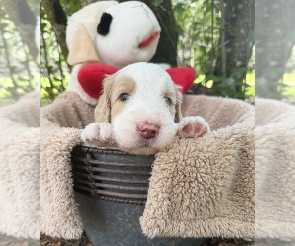 Medium Photo #30 Goldendoodle Puppy For Sale in PIERSON, FL, USA