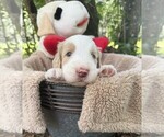 Small Photo #30 Goldendoodle Puppy For Sale in PIERSON, FL, USA