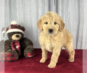 Golden Retriever Puppy for sale in GREENWOOD, IN, USA