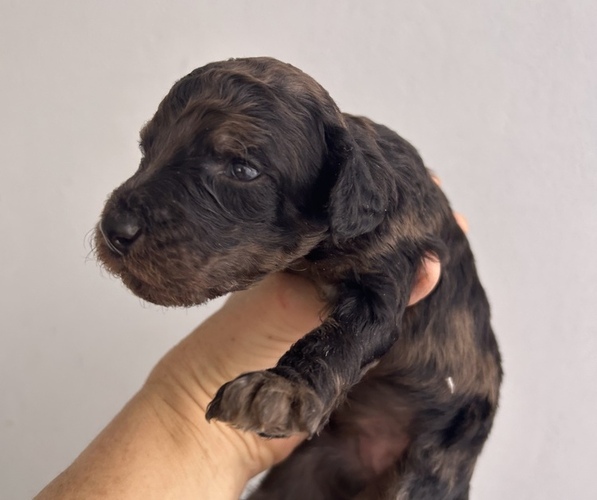 Medium Photo #4 Poodle (Standard) Puppy For Sale in MCALLEN, TX, USA