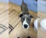 Small #9 Bullboxer Pit