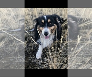 Australian Shepherd Dogs for adoption in LIVINGSTON, MT, USA