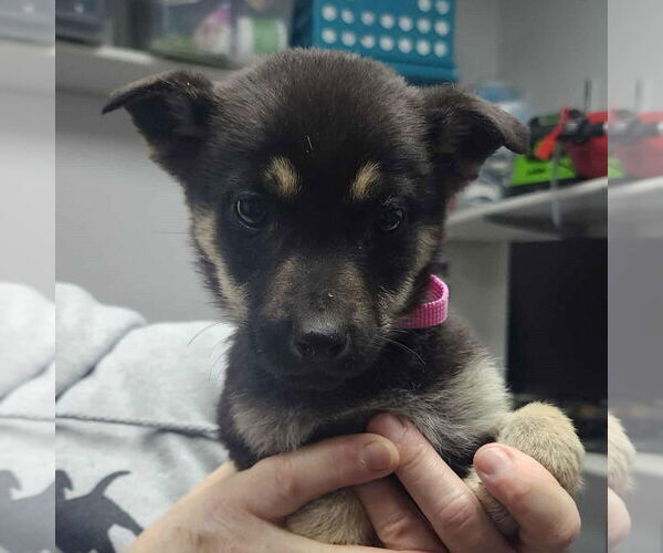 Medium Photo #23 Mutt Puppy For Sale in Fargo, ND, USA