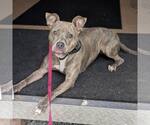 Small American Staffordshire Terrier Mix