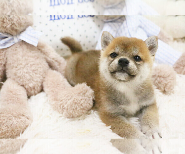 Medium Photo #1 Shiba Inu Puppy For Sale in HILO, HI, USA