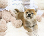 Small Photo #1 Shiba Inu Puppy For Sale in HILO, HI, USA