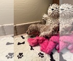 Small Photo #2 Poodle (Toy) Puppy For Sale in CEDAR CITY, UT, USA
