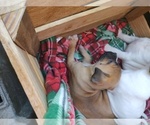 Small Photo #15 American Bandogge Puppy For Sale in TOMBALL, TX, USA