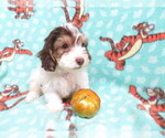 Small Photo #4 Maltipoo Puppy For Sale in HARTVILLE, MO, USA