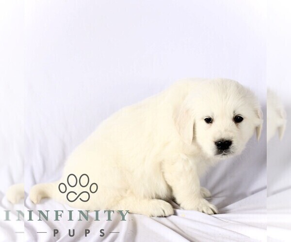 Medium Photo #2 English Cream Golden Retriever Puppy For Sale in GORDONVILLE, PA, USA