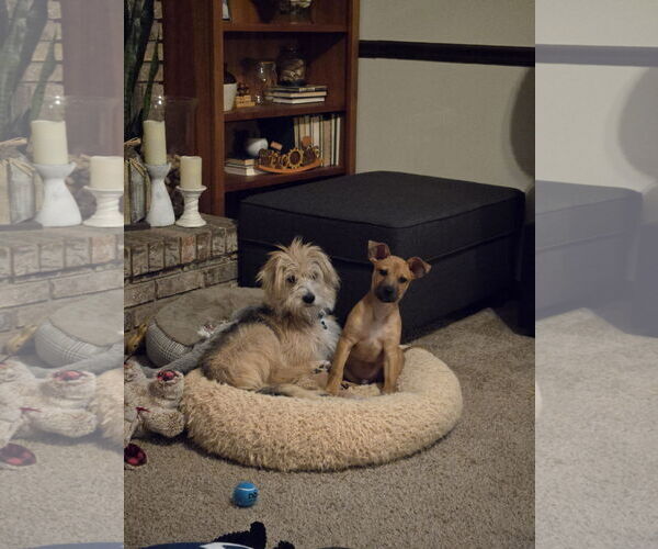 Medium Photo #3 Mutt Puppy For Sale in Plainfield, IL, USA