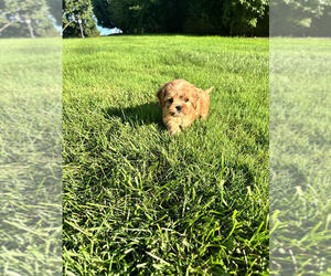 Cavapoo Puppy for sale in MILLERSVILLE, MD, USA