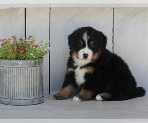 Medium Bernese Mountain Dog