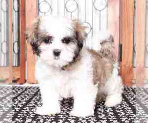 Mal-Shi Puppy for sale in NAPLES, FL, USA