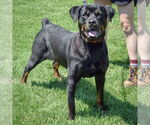 Small #1 Rottweiler