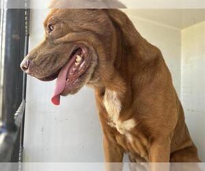American Pit Bull Terrier-Unknown Mix Dogs for adoption in Houston, TX, USA